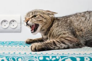 Kronologi Ibu Rumah Tangga di Jembrana Meninggal Suspek Rabies Usai Dicakar Kucing Liar