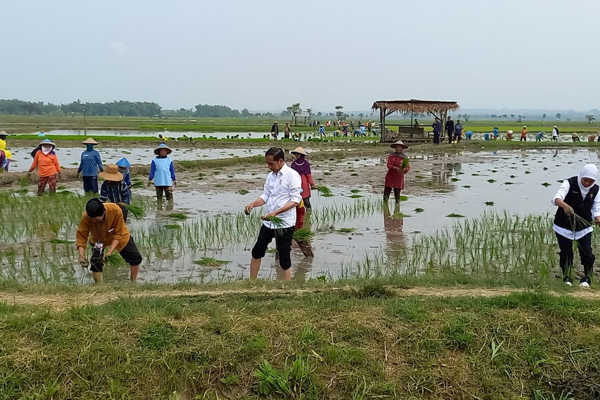 Presiden Joko Widodo menanam padi bersama para petani di Desa Senori, Kecamatan Merakurak, Kabupaten Tuban, Jawa Timur. Rabu (6/4/2023)