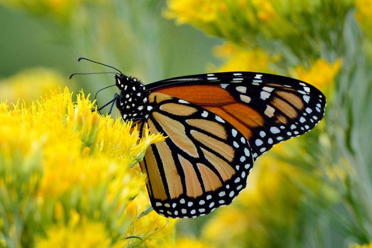 Kupu-kupu Monarch (Danaus plexippus plexippus) 

