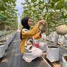 Akaruku Hydrofarm, Wisata Petik Buah Melon di Tangerang
