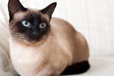7 Fakta Unik Kucing Siam yang Eksotis dan Penuh Sejarah