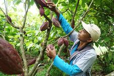 Kiprah Pilar Usaha Sinar Mas Menggandeng UMKM dan Memberdayakan Masyarakat