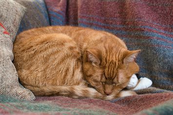 5 Penyebab Kucing Lemas Tidak Mau Makan