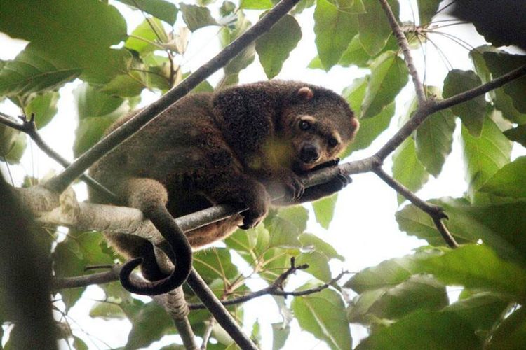 Seekor kuskus beruang (Ailurops ursinus) sedang memanjat pohon. Satwa berkantung ini sangat lembat bergerak sehingga mudah diambil orang yang tidak bertanggung jawab.