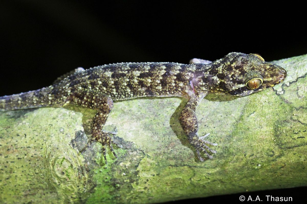 Spesies tokek baru dari Bali Barat, Cyrtodactylus jatnai.