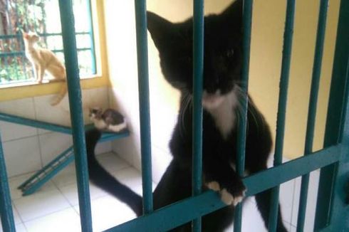 Peminat Sterilisasi Kucing Gratis di Puskeswan Tinggi, Kuota sampai Mei Habis