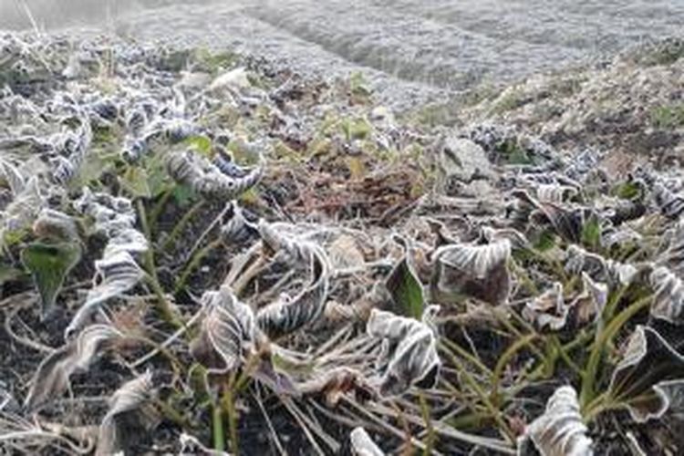 Hujan es yang berlangsung selama 10 hari di tiga Kampung di Distrik Agadugume, Kabupaten Puncak mengakibatkan tanaman di kebun warga membusuk dan mati. kurang lebih 10000 penduduk yang mendiami tiga kampung tersebut terancam mengalami rawan pangan akibat peristiwa ini.