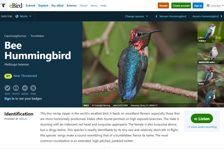 Tangkapan layar situs eBird.org, penampakan burung kolibri lebah atau Mellisuga helenae.