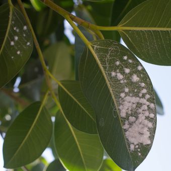 Descripción de la polilla en una planta.