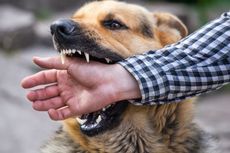 Anjing Rabies Gigit 8 Warga di Kintamani