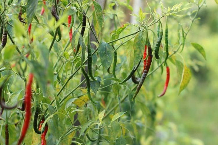 Hama pada tanaman cabai, baik tanaman cabai di kebun atau di pot, dapat mengganggu pertumbuhannya.