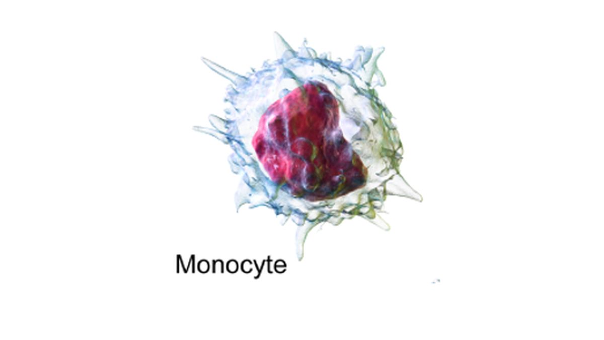 Monosit: Pengertian dan Fungsinya