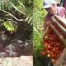 Viral Video Petani Buang-buang Tomat, Kementan: Itu Bukan Petani, Tapi Pedagang