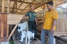 Cerita Anggota TNI Sertu Suryadi Sukses Ternak Kambing Etawa Beromzet Puluhan Juta Rupiah