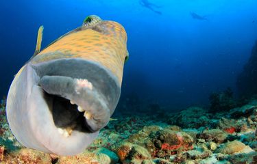 Potret dekat seekor Titan Triggerfish dengan para penyelam di belakagnya