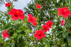 5 Penyebab Daun Tanaman Kembang Sepatu Menguning dan Cara Mengatasinya