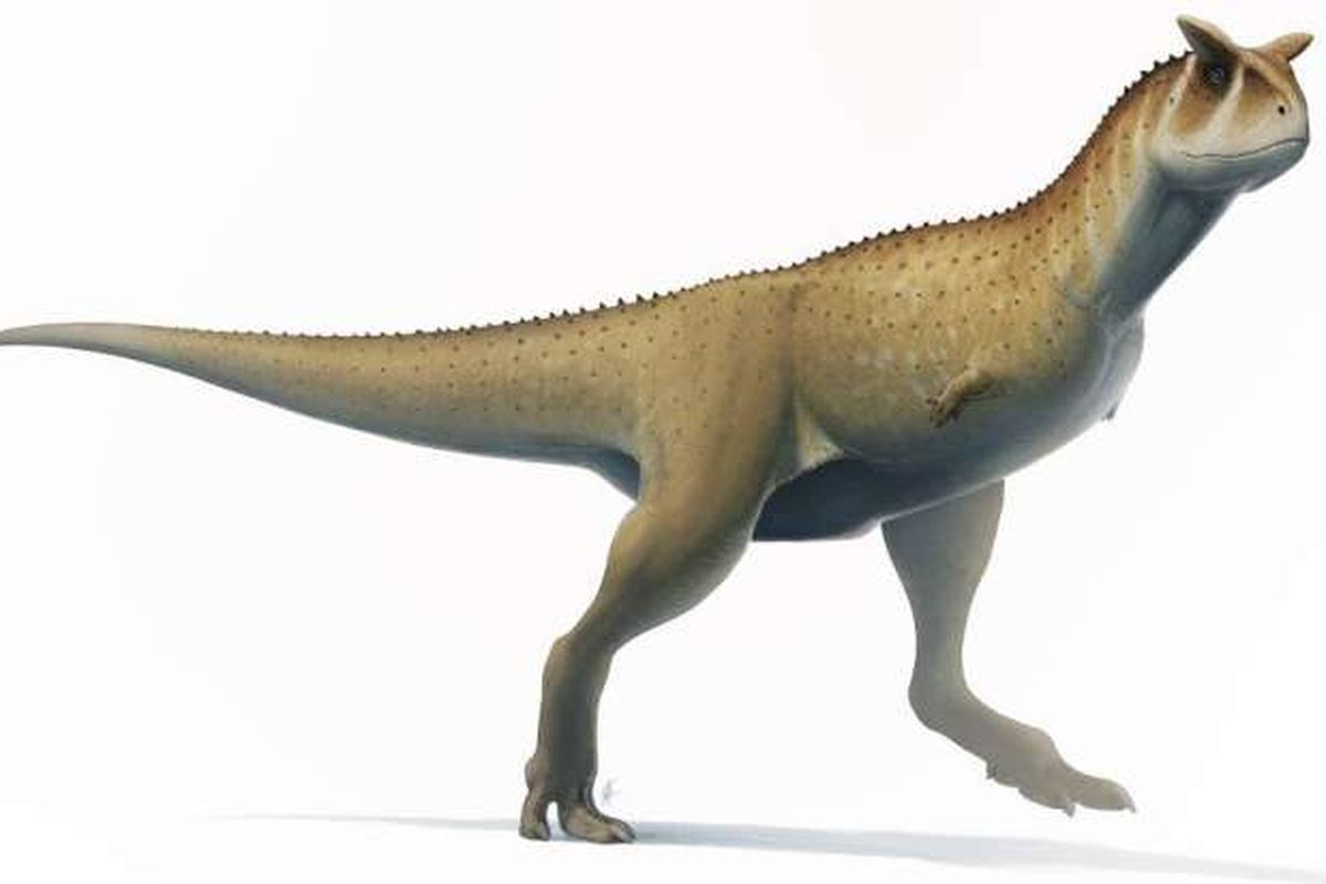 Peneliti belum merilis gambar spesies dinosaurus Guemesia ochoai. Akan tetapi diduga memiliki kemiripan dengan Carnotaurus sastrei (gambar) yang merupakan kerabatnya.


