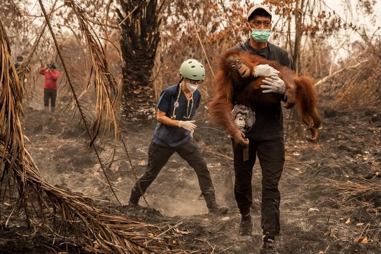 51 Orangutan Dievakuasi akibat Karhutla di Kalbar, 90 Persen Habitat Hangus