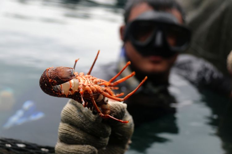 Fajar, sedang menangkap lobster hasil budidaya di karamba miliknya yang berada di kawasan pantai  Ulele, Banda Aceh, Jumat (26/1/2018). Lobster jenis mutiara, batu, dan bambu ini dijual ke sejumlah rumah makan dan restoran, baik yang ada di Aceh maupun di luar daerah dengan harga sekitar Rp 400.000 per kilogram.