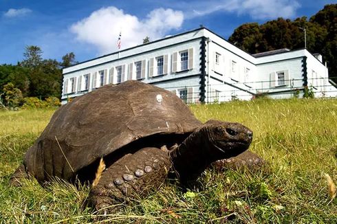 Mengenal Jonathan, Kura-kura Tertua di Dunia Berusia 190 Tahun yang Masih Hidup