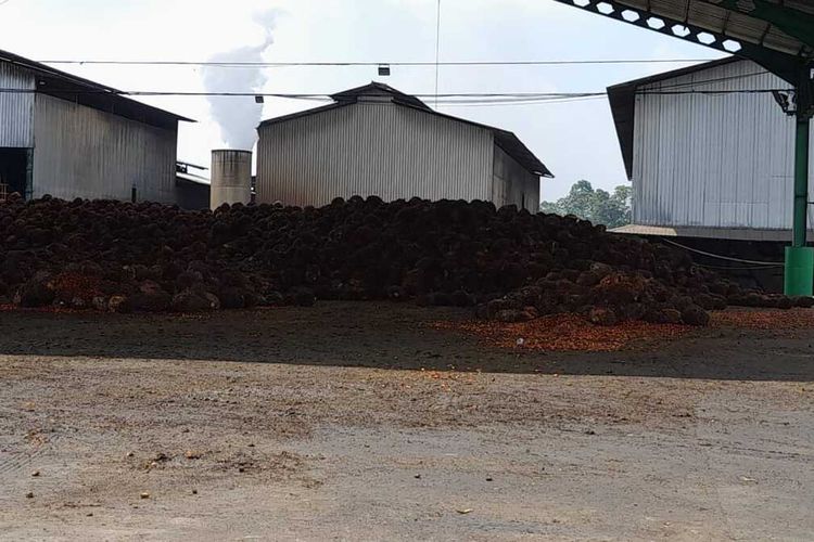 Setidaknya terdapat 8 pabrik pengolaan CPO di Provinsi Bengkulu menyatakan tutup sementara tidak menerima penjualan Tandan Buah Segar (TBS) sawit dari petani.