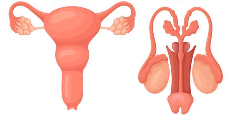 Ilustrasi sistem reproduksi pada tubuh manusia.