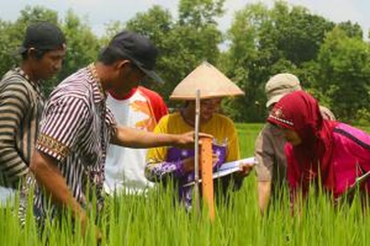 Budidaya Padi di Sekolah Lapangan Pertanian Berkelanjutan, Kabupaten Bojonegoro membantu petani lokal menanam lebih produktif