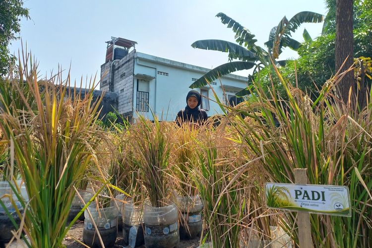 Cerita Warga Yogyakarta Tanam Padi di Galon Bekas, Hasil Panen Bisa Dipesan Lewat WA
