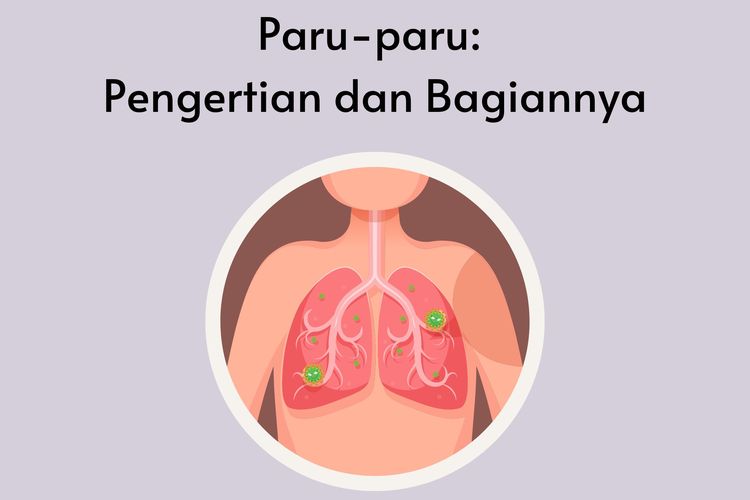 Foto Paru Paru Pengertian Dan Bagiannya