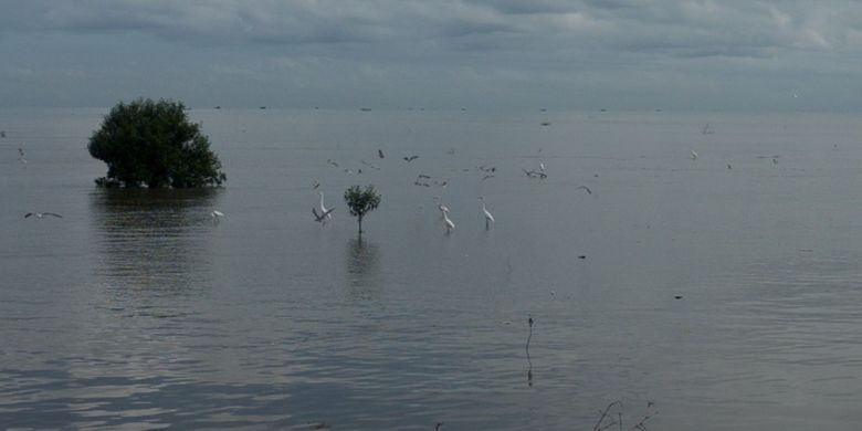 Pemandangan di Bagan Percut yang menjadi habitat burung migran dan burung penetap.