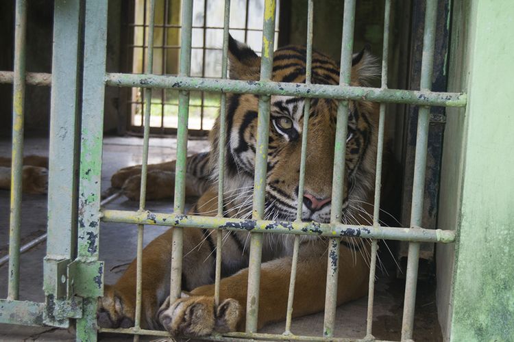 Harimau sumatera di Medan Zoo. Selama 3 hari libur lebaran, jumlah pengunjung di Medan Zoo mencapai 5.834 orang. Jumlah tersebut jauh lebih rendah dibandingkan sebelum pandemi.