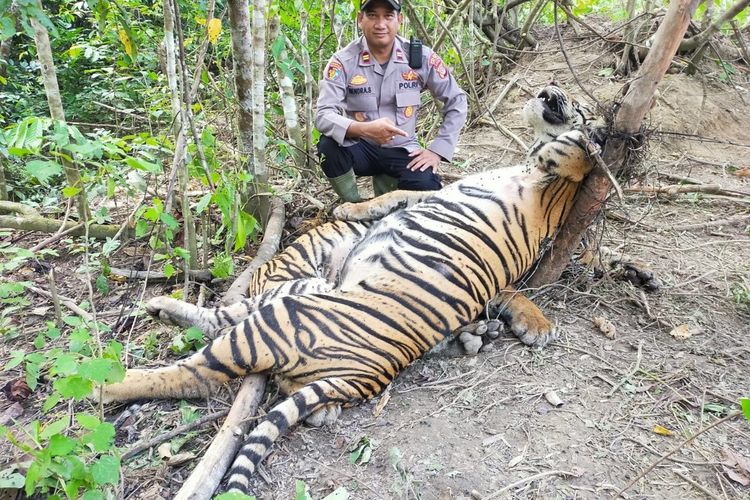 Dua harimau Sumatera (Panthera Tigris Sumatrae) ditemukan mati di kawasan hutan PT Aloer Timur, Desa Sri Mulya, Kecamatan Peunaron, Kabuapten Aceh Timur, Provinsi Aceh, Minggu, (24/04/2022).
