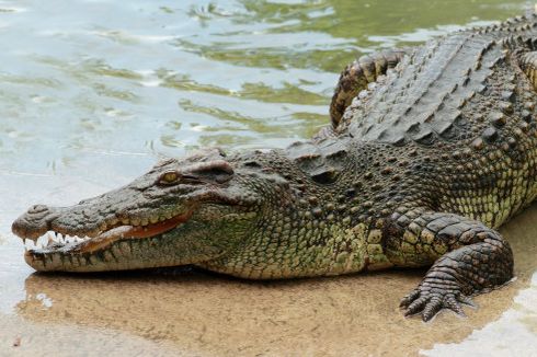 Cerita di Balik Foto Viral TKA China Kuliti lalu Santap Buaya Muara