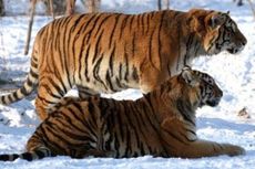 Harimau Siberia Teror Penduduk China, dari Orang sampai Mobil Diterkam