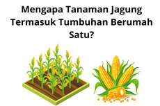 Mengapa Tanaman Jagung Termasuk Tumbuhan Berumah Satu?