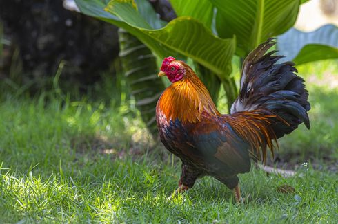 Ayam Pama: Ciri, Keunggulan, dan Cara Melatihnya