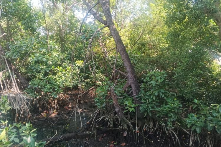 Polusi dan Kiriman Sampah Jadi Tantangan Rehabilitasi Mangrove di Jakarta