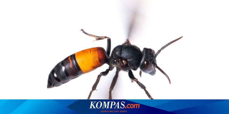 5 Fakta Tawon Ndas Yang Harus Diketahui Dari Waktu Aktif Sampai Feromon Halaman All Kompas Com 5 Fakta Tawon Ndas Yang Harus Diketahui Dari Waktu Aktif Sampai Feromon Halaman All Kompas Com