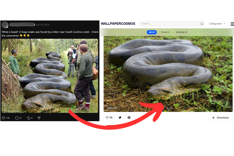 Perbandingan gambar di Threads dan Wallpeper Cosmos, terlihat bagian depan ular sama persis, tetapi ekornya diedit seolah ular tersebut tampak lebih panjang.