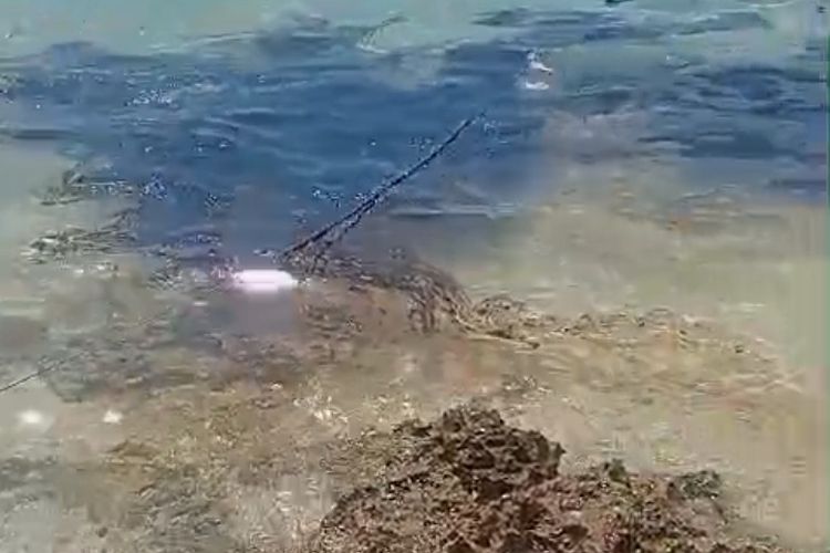 Oli Cemari Pesisir 9 Desa di Pulau Semau NTT, Petani Rumput Laut Terancam Gagal Panen