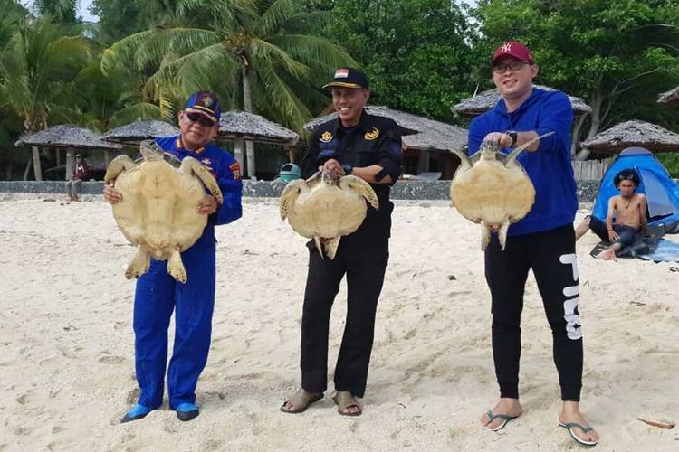 Sebanyak tiga ekor Penyu hijau dilepasliarkan diperairan Donggala, Kabupaten Donggala, Sulawesi Tengah, Minggu (22/12/2019)