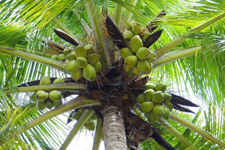 Ilustrasi tanaman kelapa, pohon kelapa. 