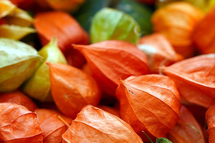 Ilustrasi buah ciplukan.