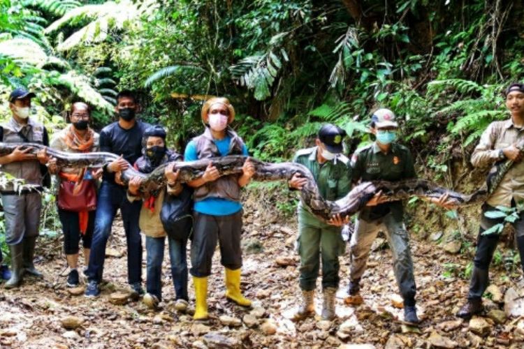 Petugas BBKSDA Riau bersama warga melepasliarkan seekor ular sanca batik berukuran sembilan meter di kawasan konservasi di Riau, Selasa (21/9/2021).