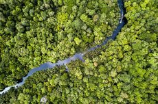 Izin Pinjam Pakai Kawasan Hutan yang Mencemaskan