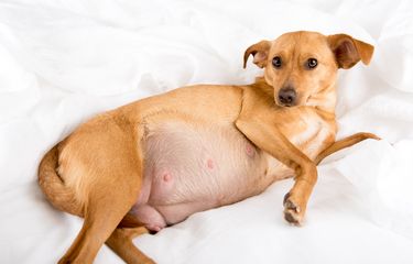 3 Penyebab Anjing Pendarahan Saat Hamil dan Cara Mencegahnya