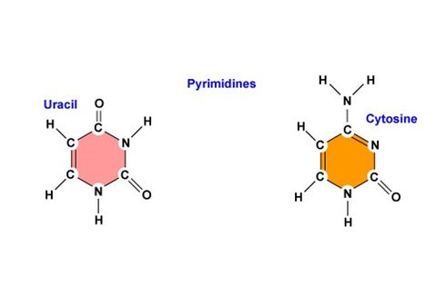Senyawa Pirimidin RNA