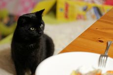 7 Penyebab Kucing Tidak Mau Makan dan Penjelasannya