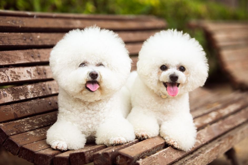 6 Ras Anjing yang Memiliki Harapan Hidup Paling Lama, Apa Saja?
