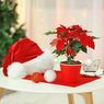 8 Tanaman Hias yang Dapat Dijadikan Dekorasi Natal di Rumah